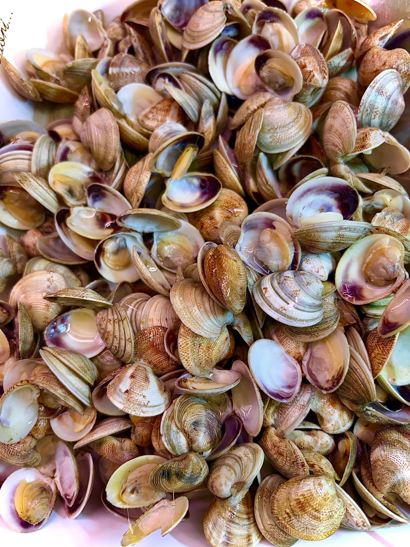 Vongole